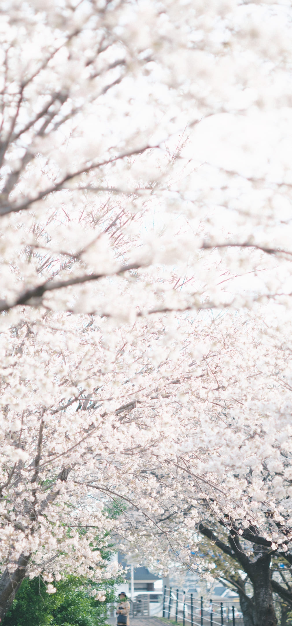 四季を彩る自然