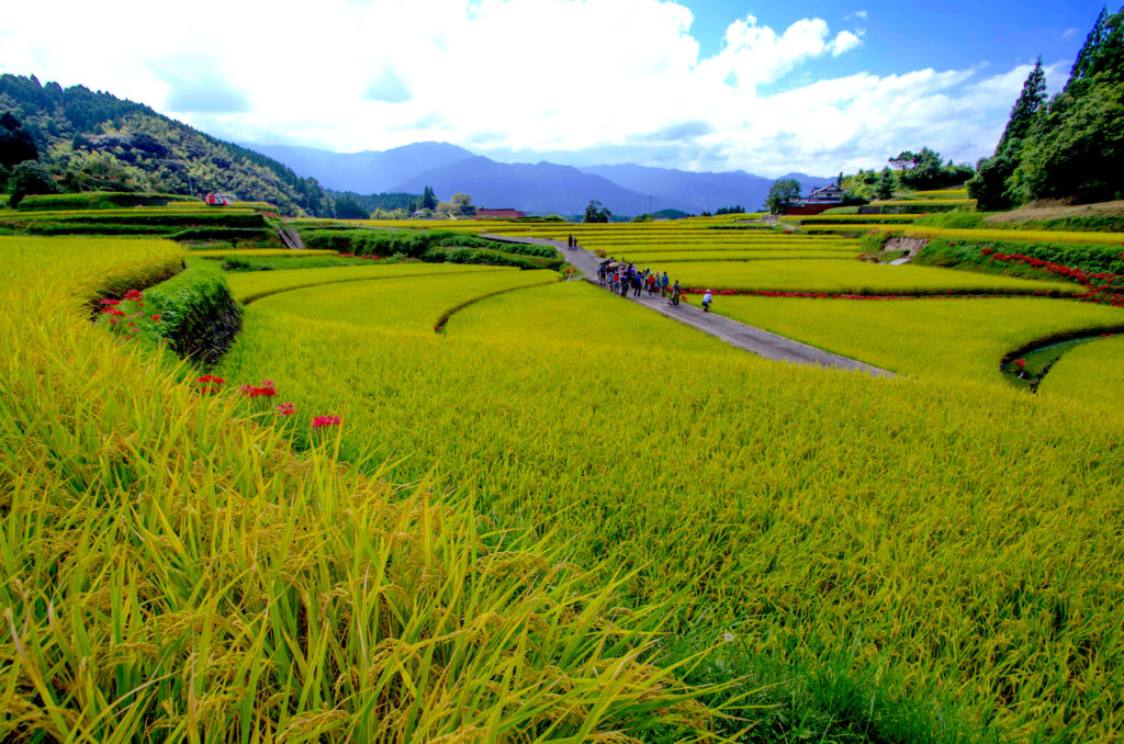 美里フットパス#1 小崎棚田コース